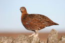 07-0287 Female Red Grouse (Lagopus scoticus) on Drystone Wall, Teesdale, County Durham.